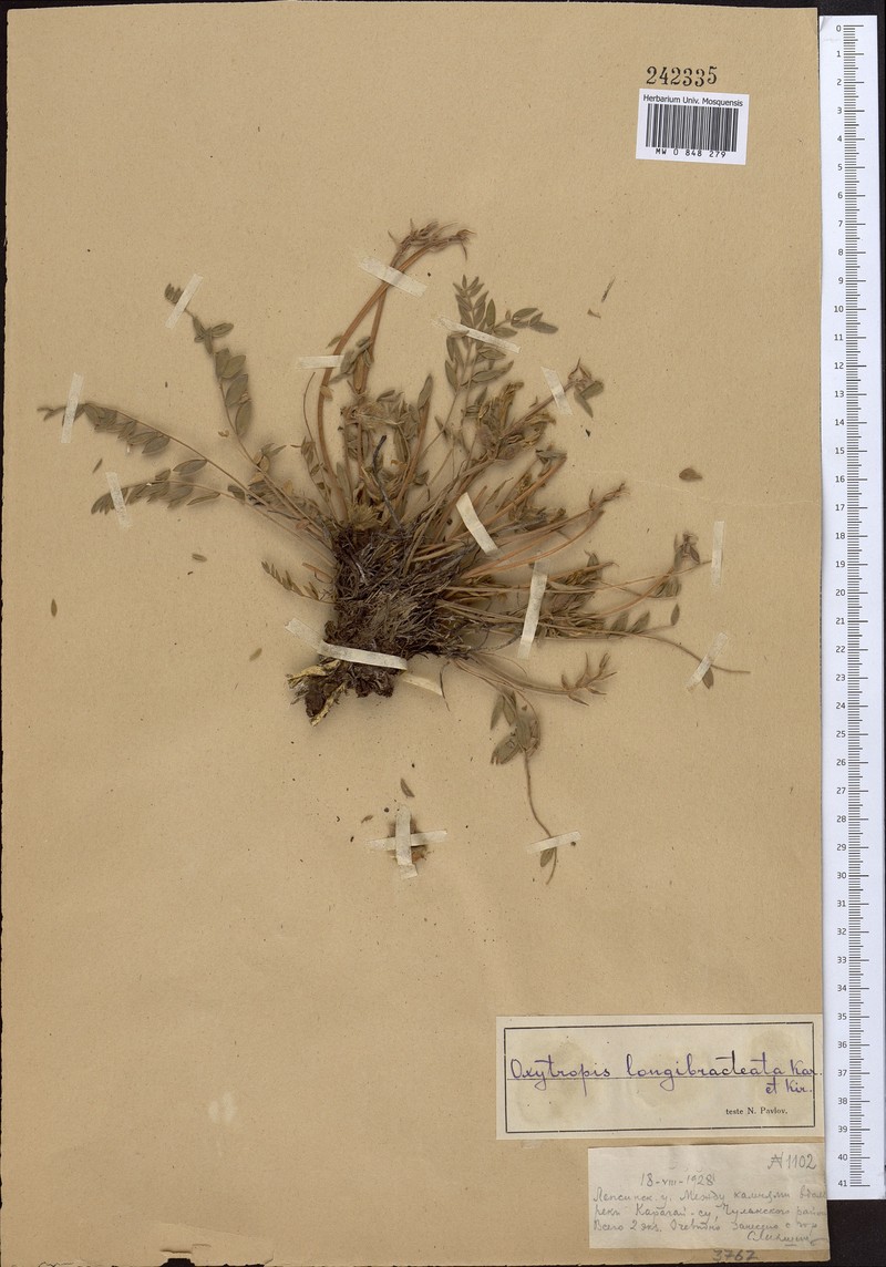 Oxytropis longibracteata photo 5