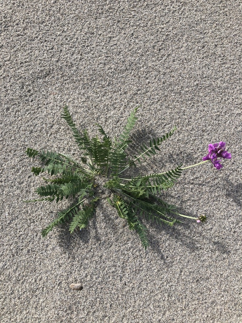 Oxytropis longirostra