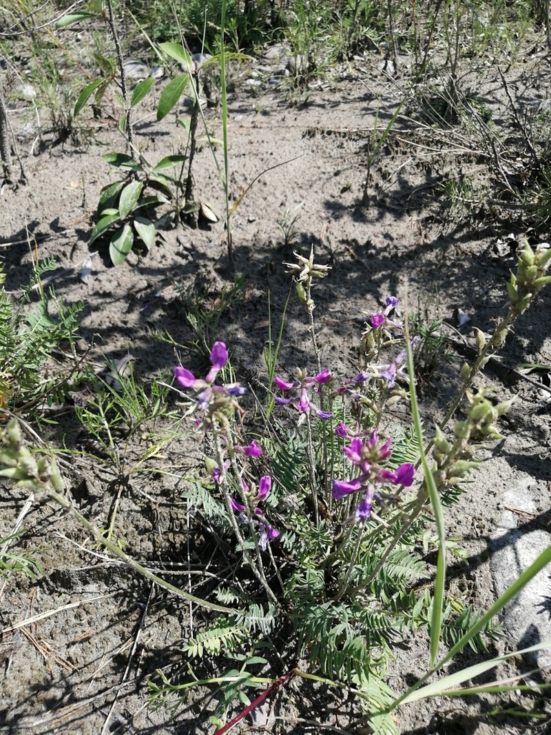 Oxytropis longirostra photo 2
