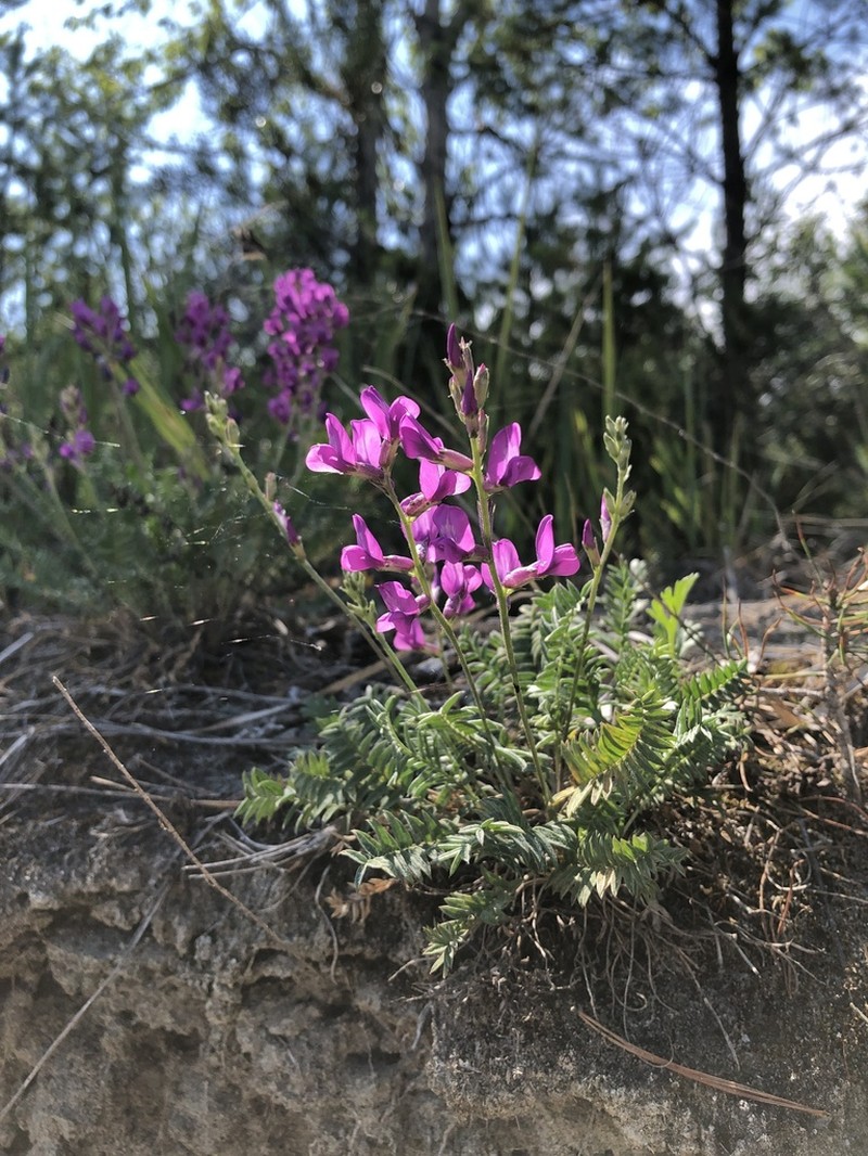 Oxytropis longirostra photo 3