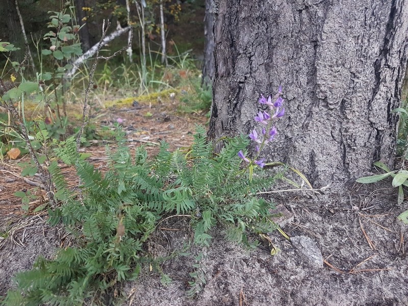 Oxytropis longirostra photo 4