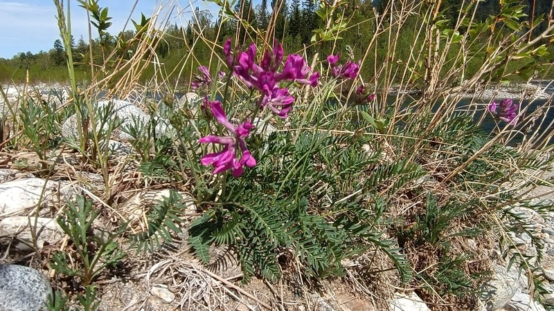 Oxytropis longirostra photo 5