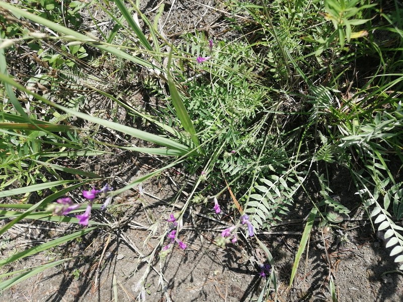 Oxytropis longirostra photo 6