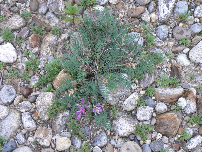 Oxytropis longirostra photo 7