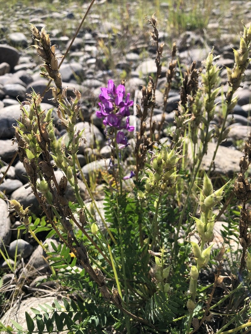 Oxytropis longirostra photo 8