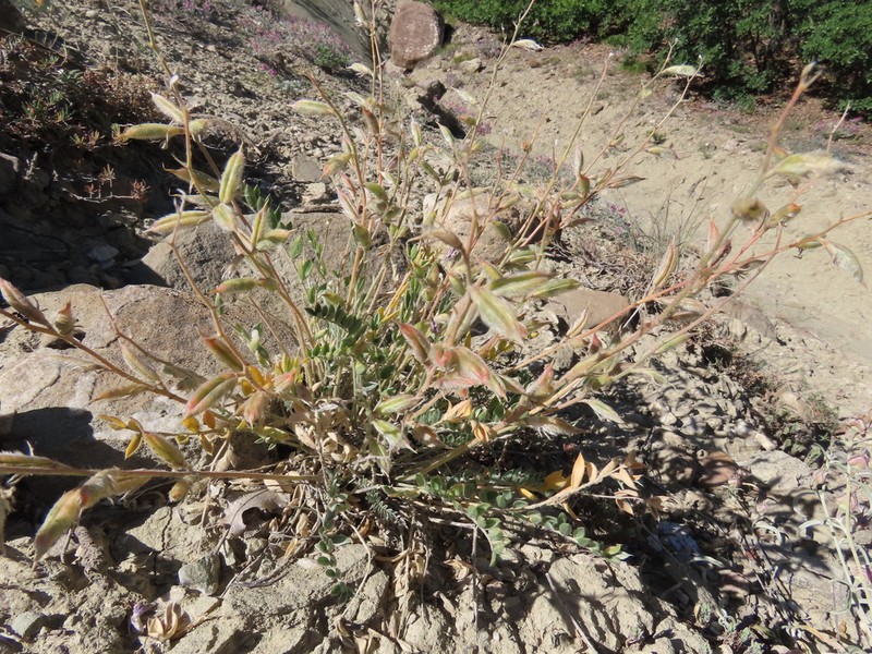 Oxytropis lupinoides