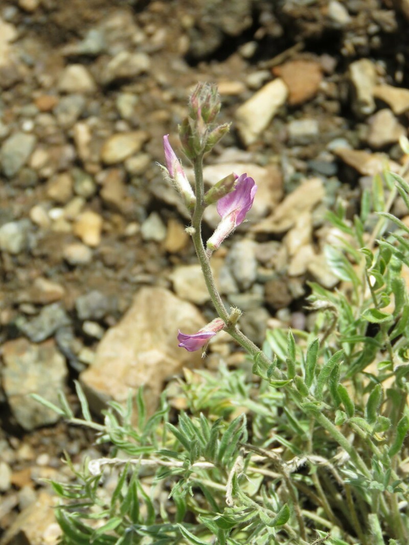 Oxytropis lupinoides photo 2