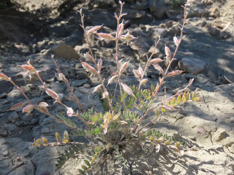 Oxytropis lupinoides photo 3