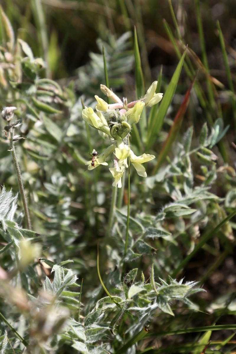 Oxytropis macrocarpa