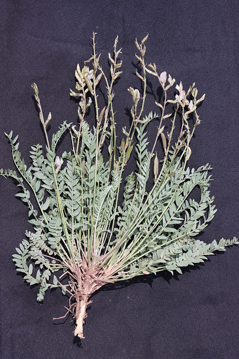 Oxytropis macrocarpa photo 2