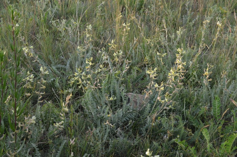 Oxytropis macrocarpa photo 3