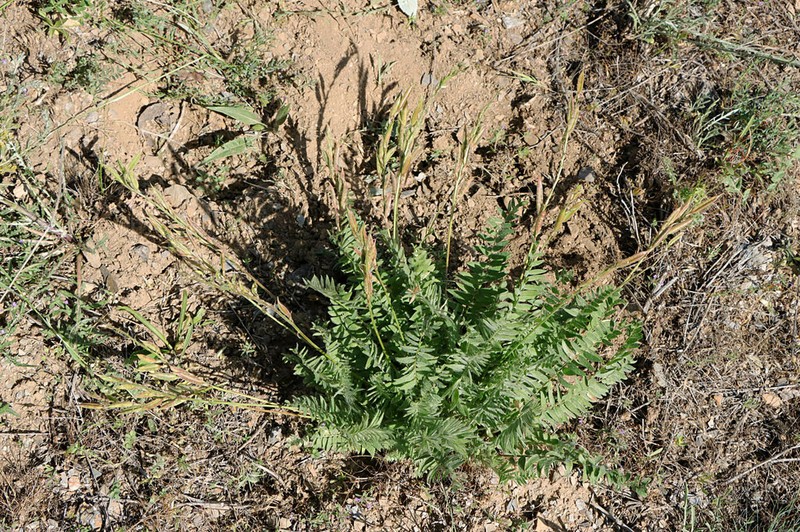 Oxytropis macrocarpa photo 4
