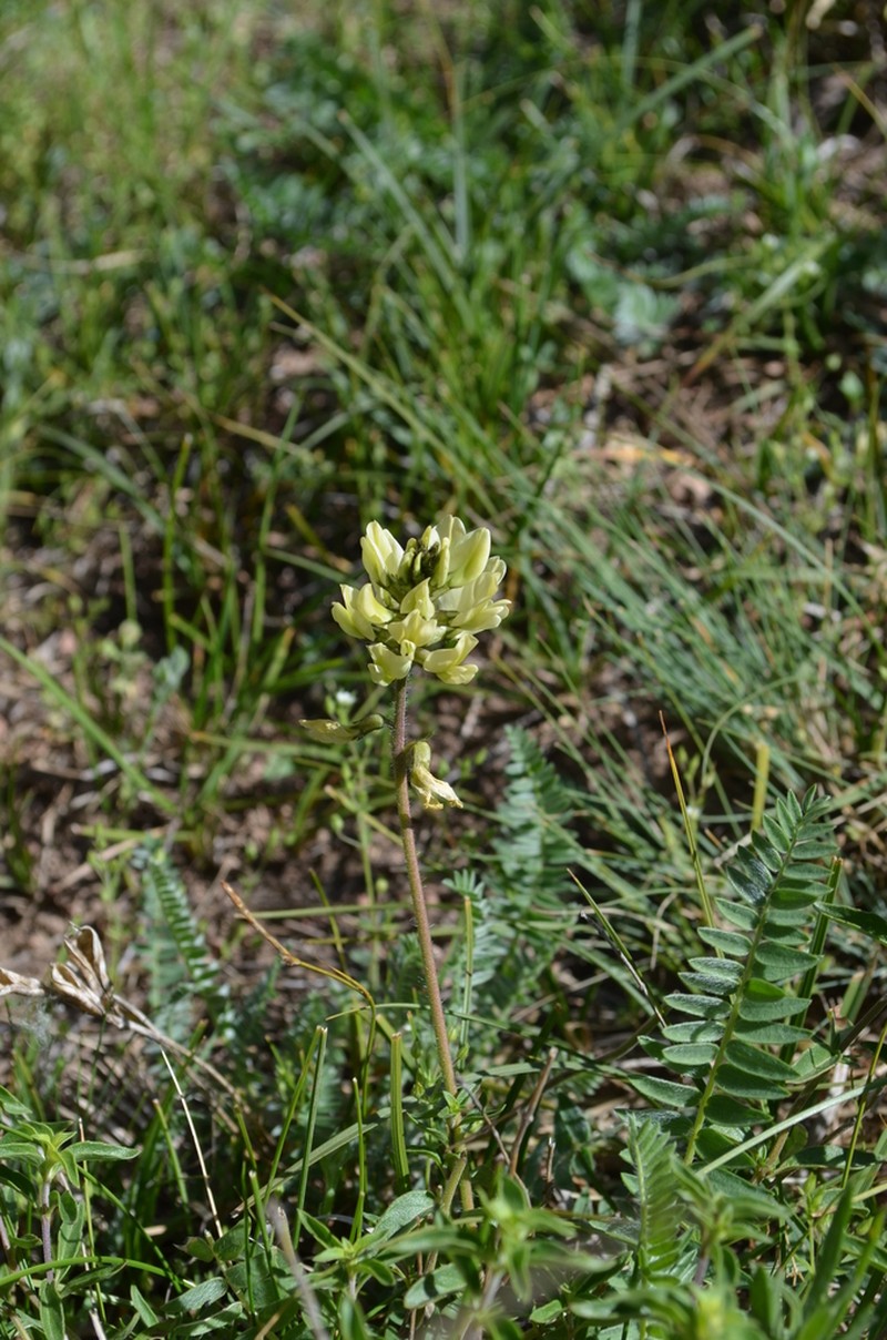 Oxytropis macrocarpa photo 5