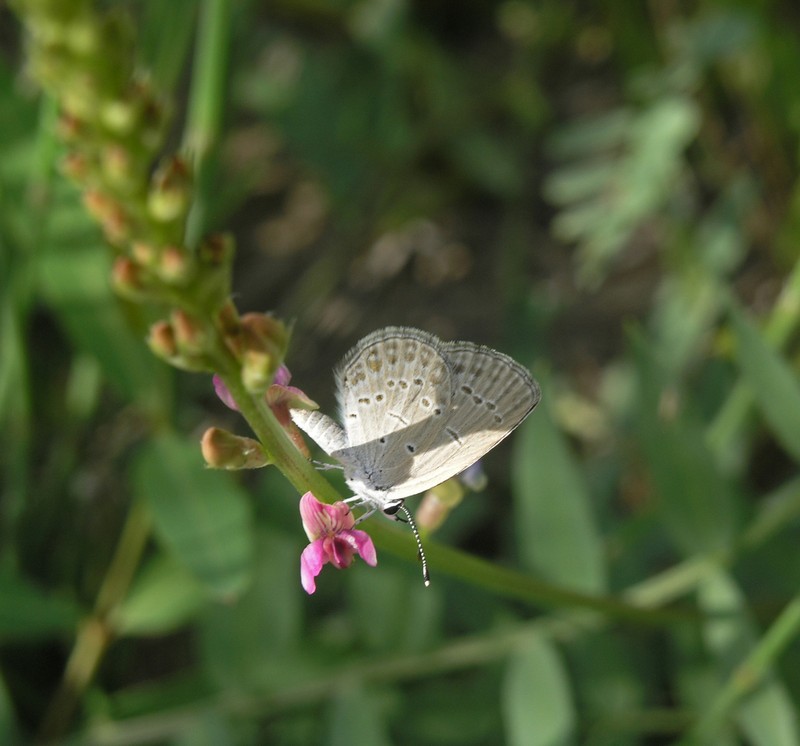 Oxytropis macrocarpa photo 6
