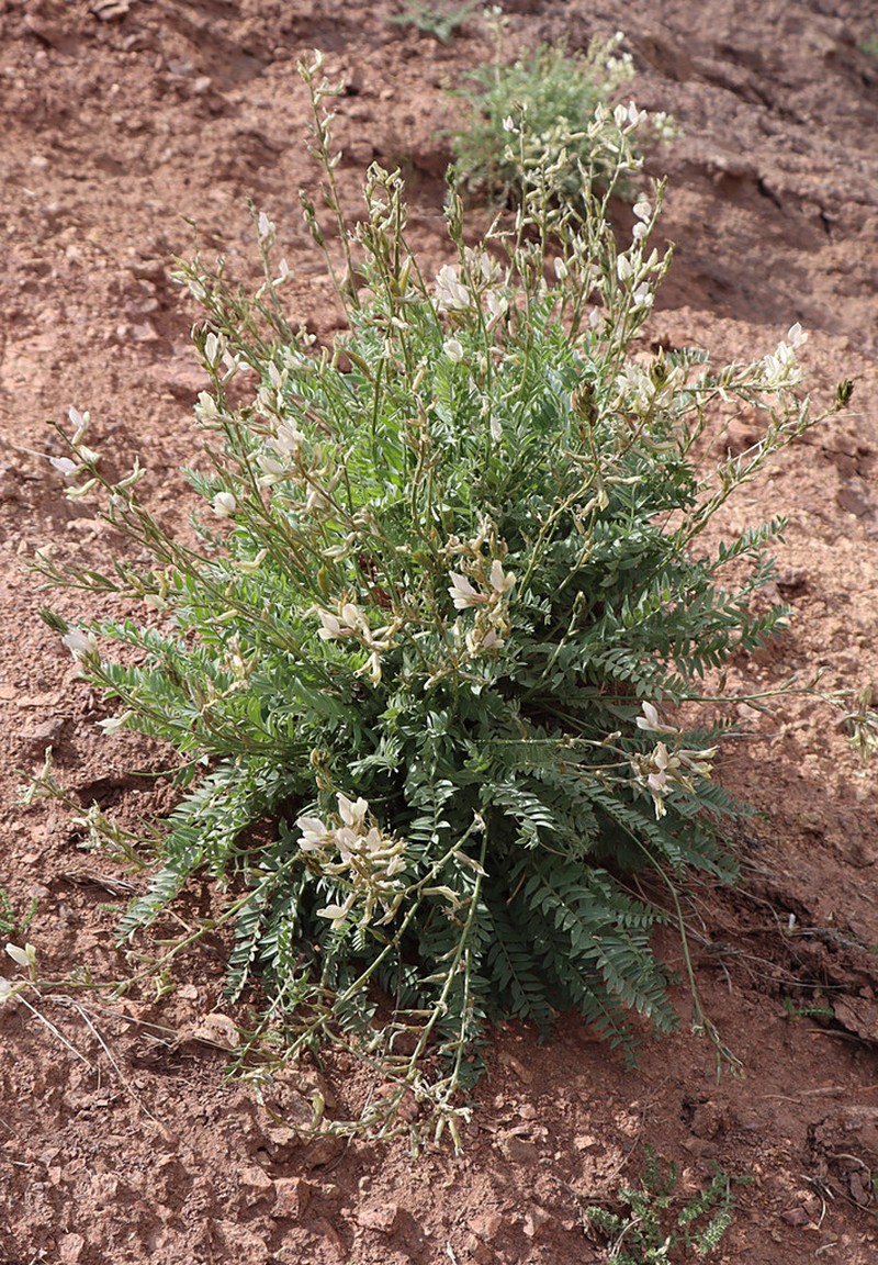 Oxytropis macrocarpa photo 7