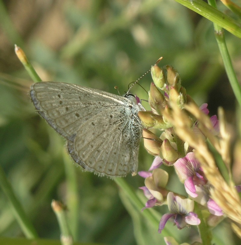 Oxytropis macrocarpa photo 8