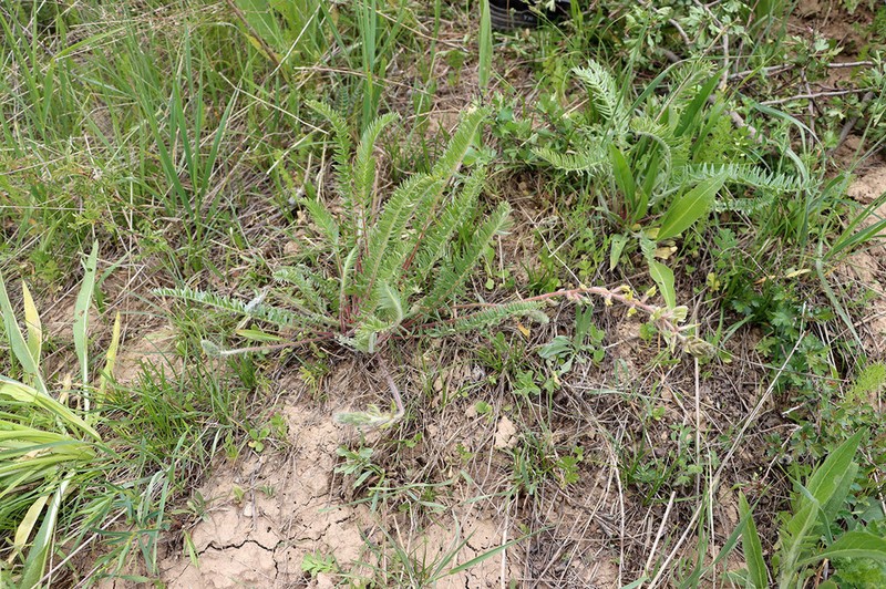 Oxytropis macrodonta photo 2