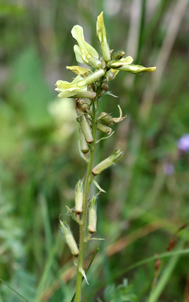 Oxytropis macrodonta photo 3