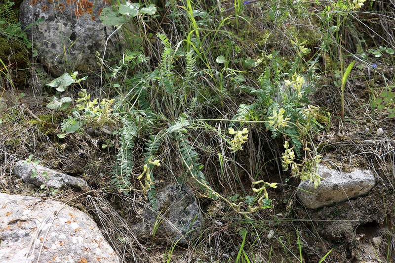Oxytropis macrodonta photo 4