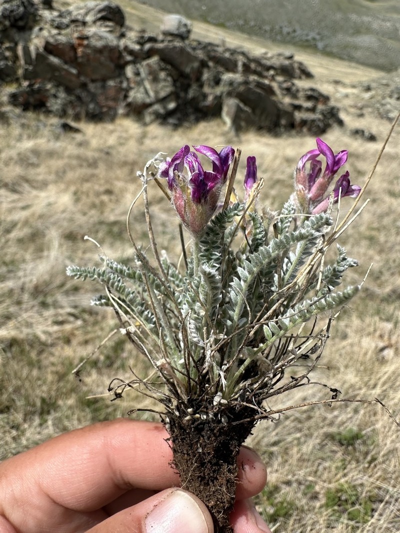 Oxytropis macrosema