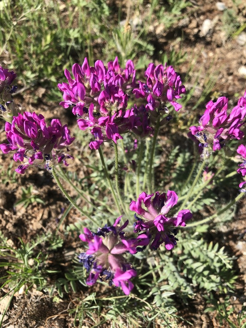 Oxytropis macrosema photo 2