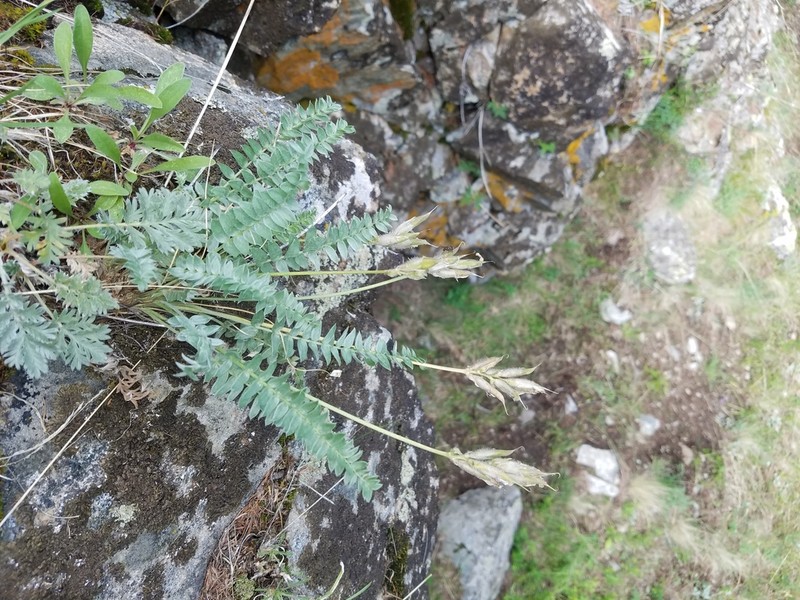 Oxytropis macrosema photo 3