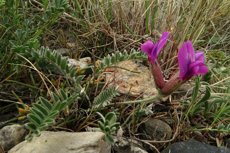 Oxytropis macrosema photo 4