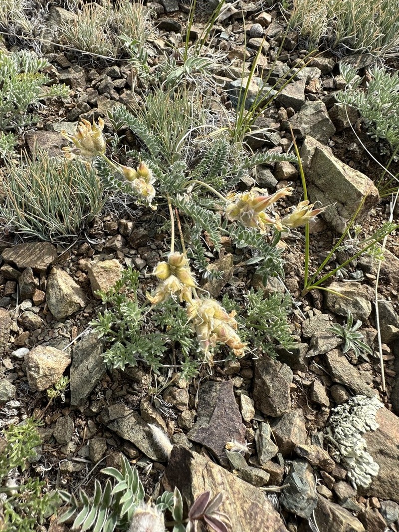 Oxytropis macrosema photo 5