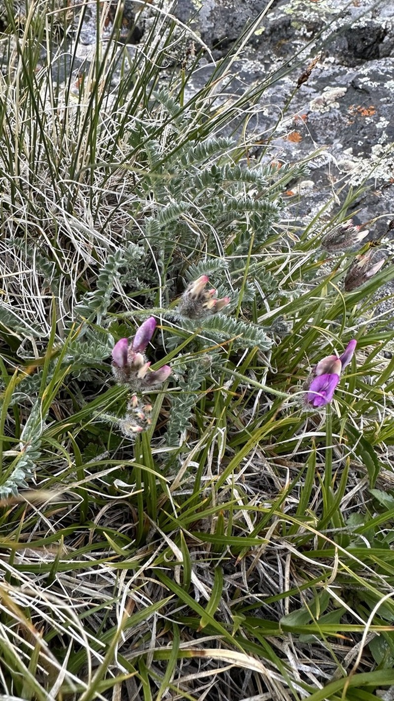 Oxytropis macrosema photo 6