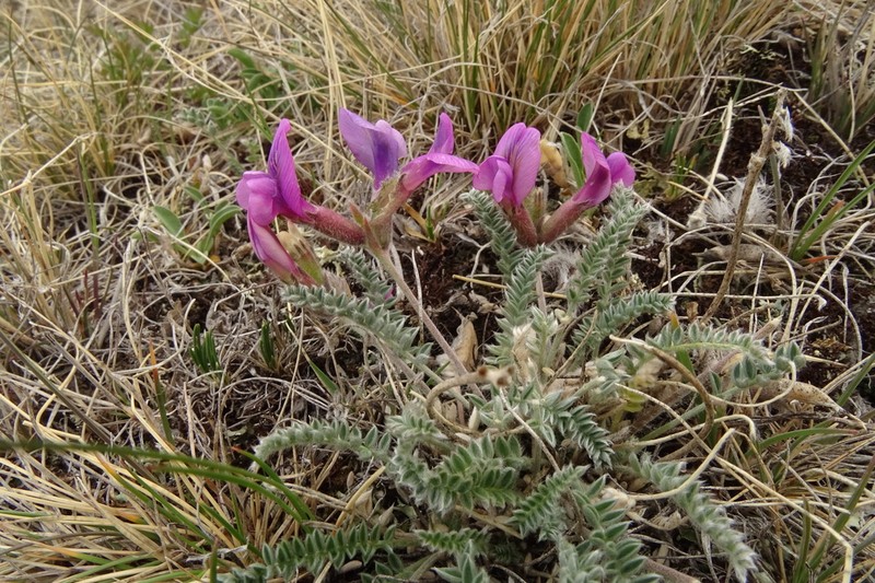 Oxytropis macrosema photo 7