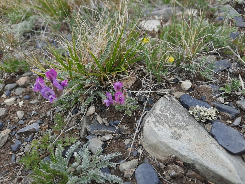 Oxytropis macrosema photo 8