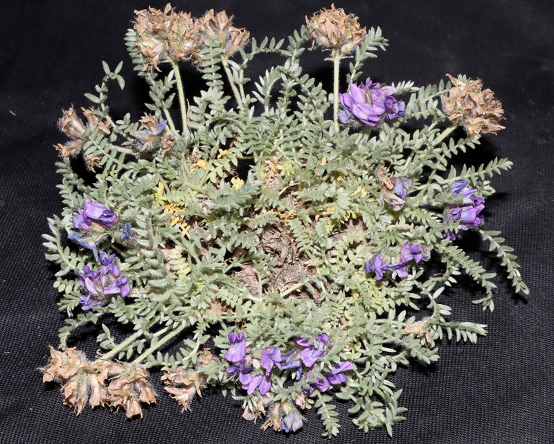 Oxytropis maidantalensis photo 2