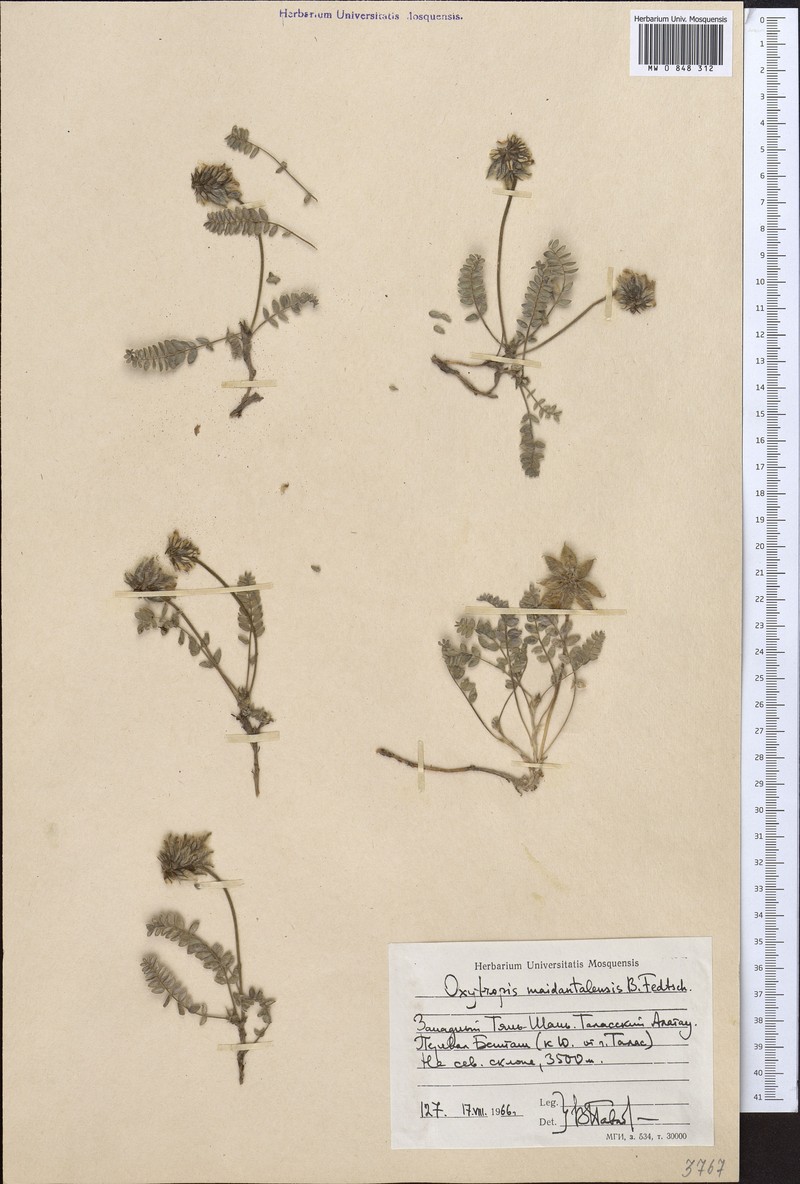 Oxytropis maidantalensis photo 3