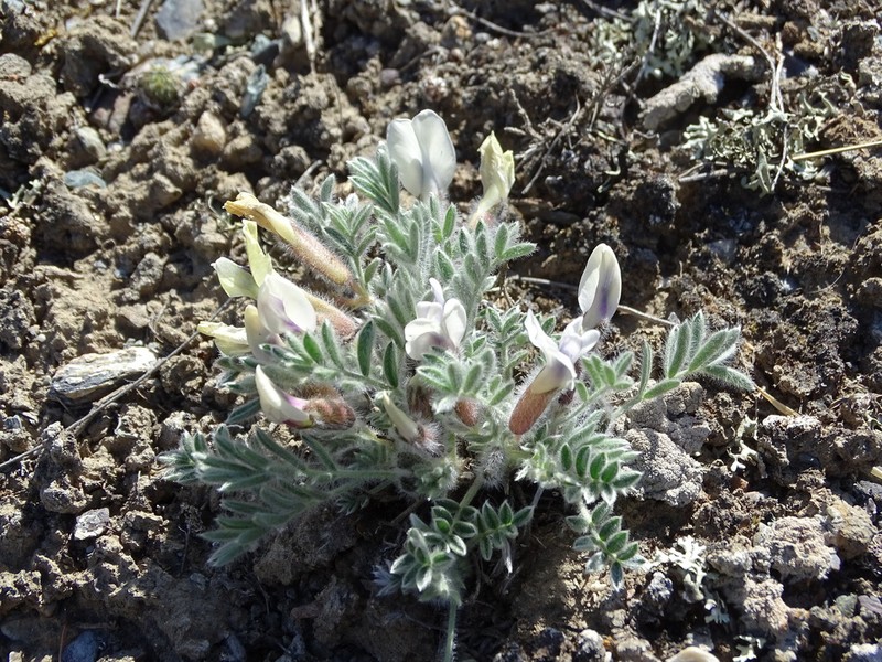 Oxytropis malacophylla