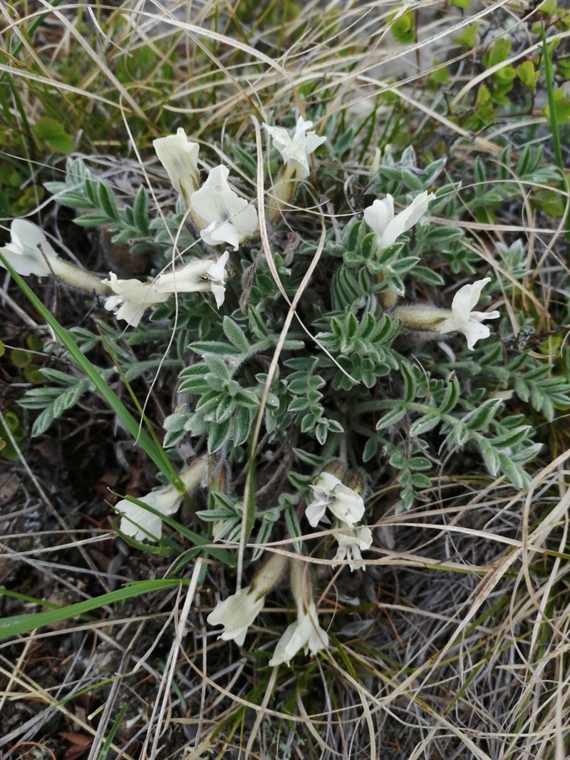 Oxytropis malacophylla photo 2