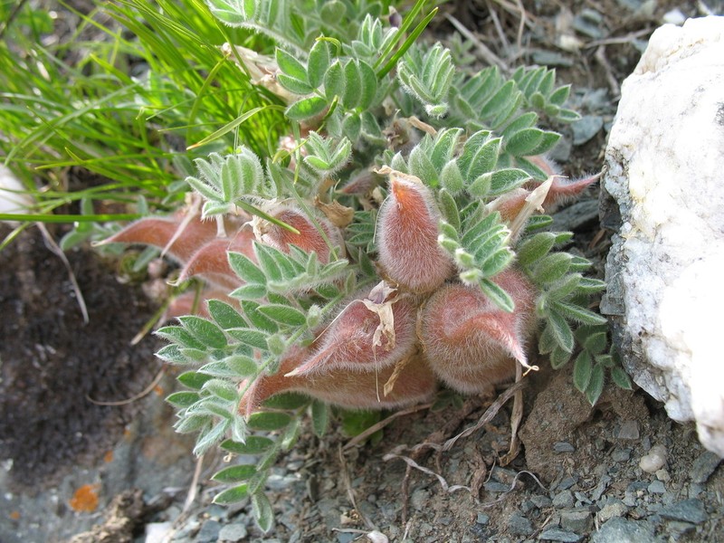 Oxytropis malacophylla photo 3