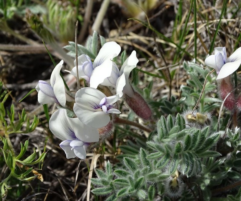 Oxytropis malacophylla photo 4