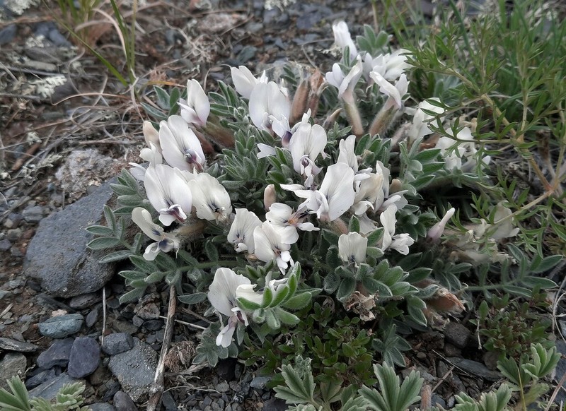 Oxytropis malacophylla photo 5