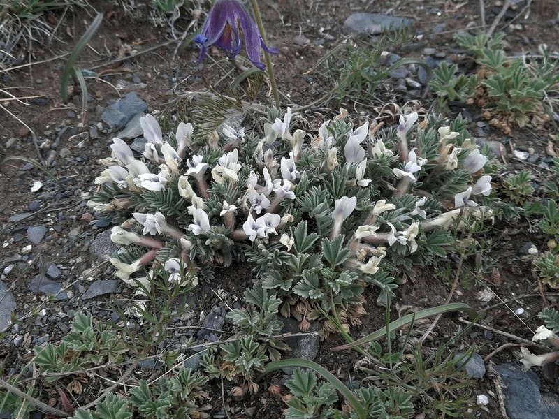 Oxytropis malacophylla photo 6
