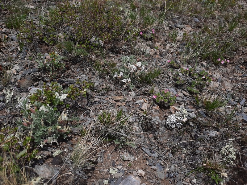 Oxytropis malacophylla photo 7