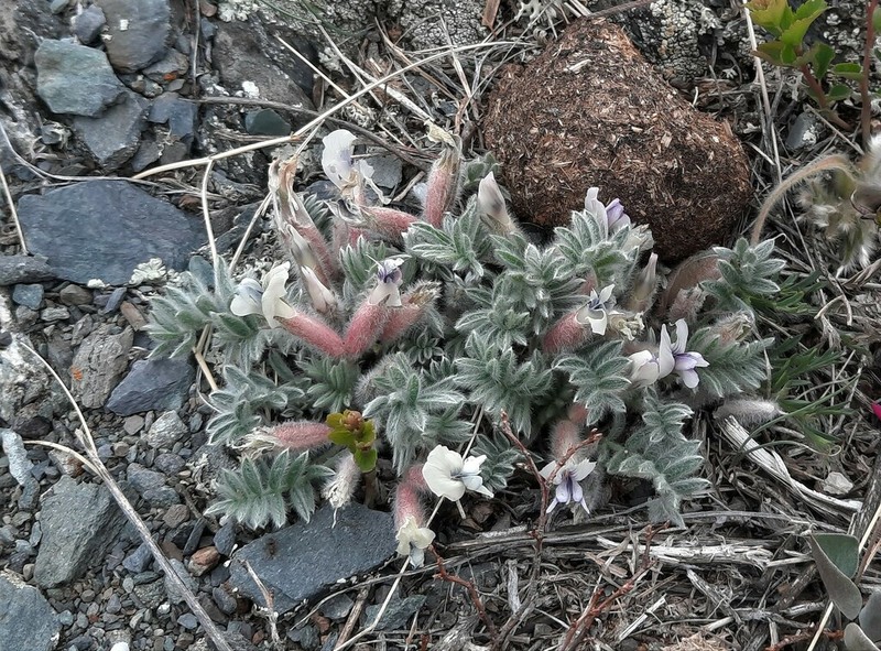 Oxytropis malacophylla photo 8