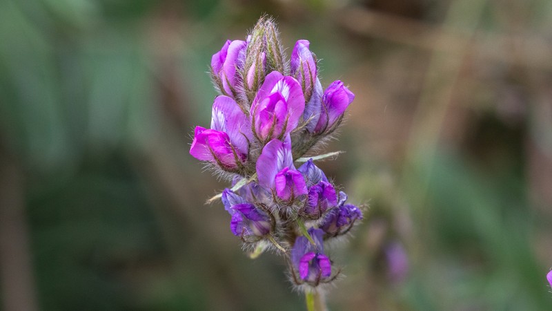 Oxytropis maqinensis