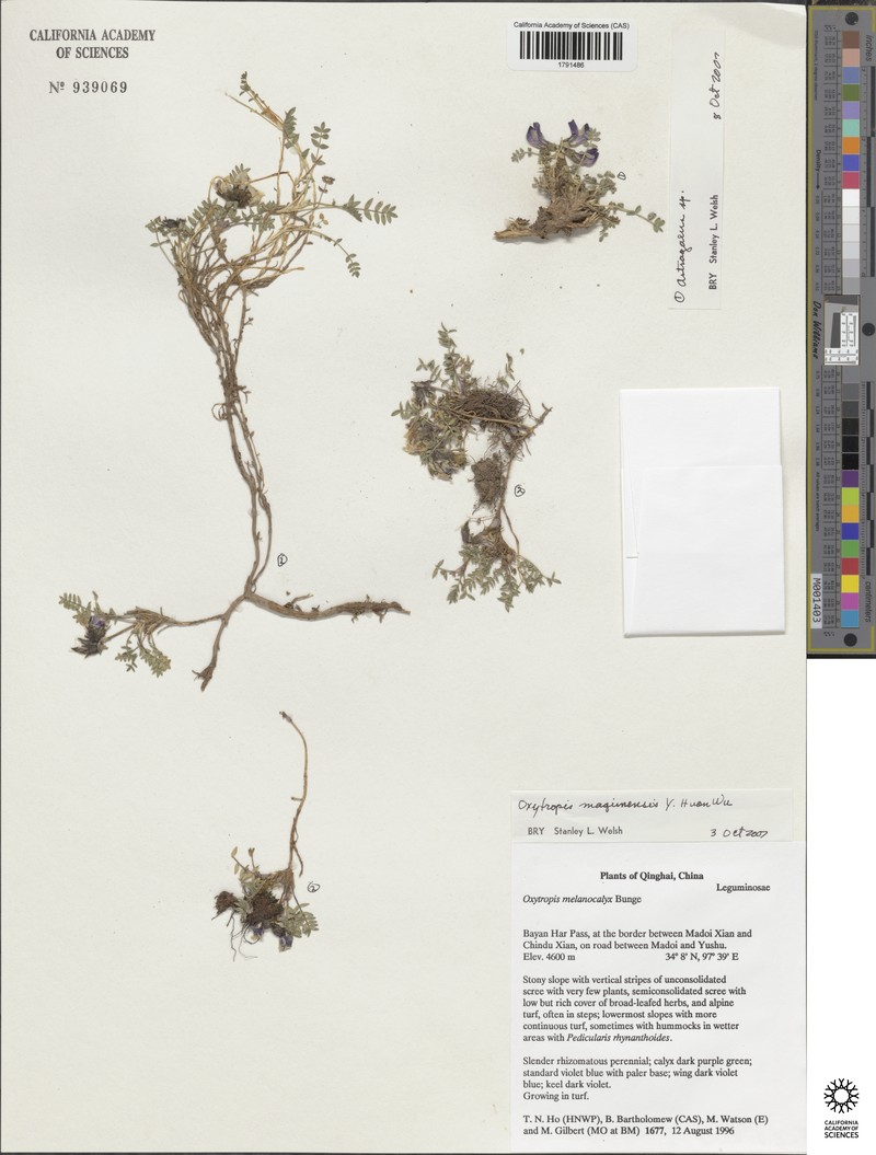 Oxytropis maqinensis photo 2