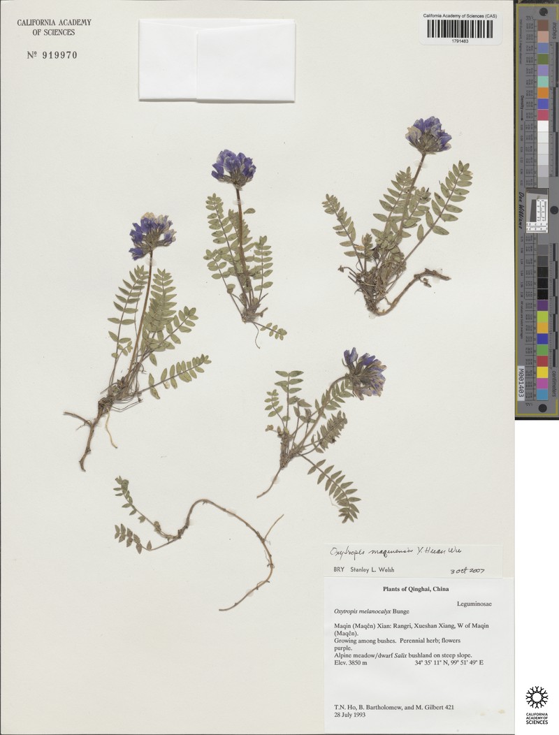 Oxytropis maqinensis photo 3