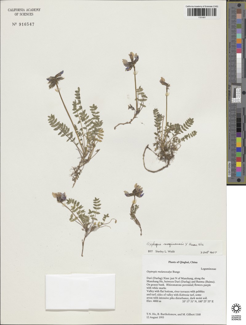 Oxytropis maqinensis photo 4