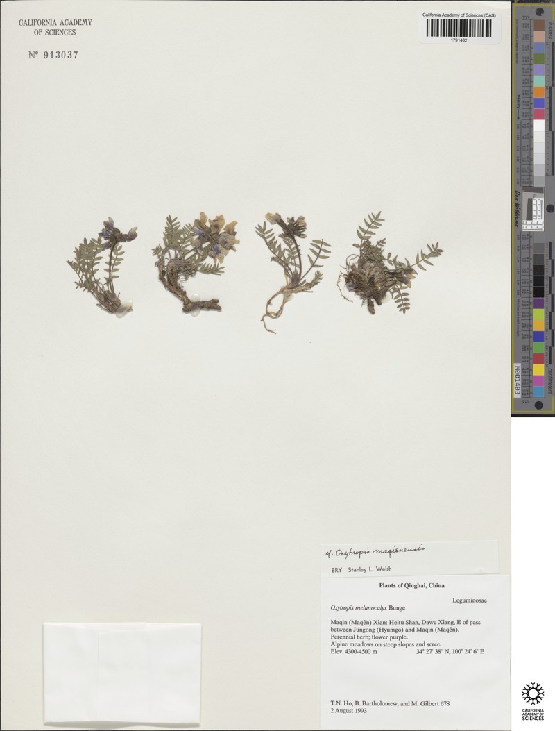 Oxytropis maqinensis photo 5