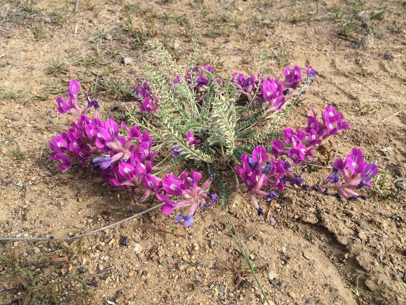 Oxytropis martjanovii