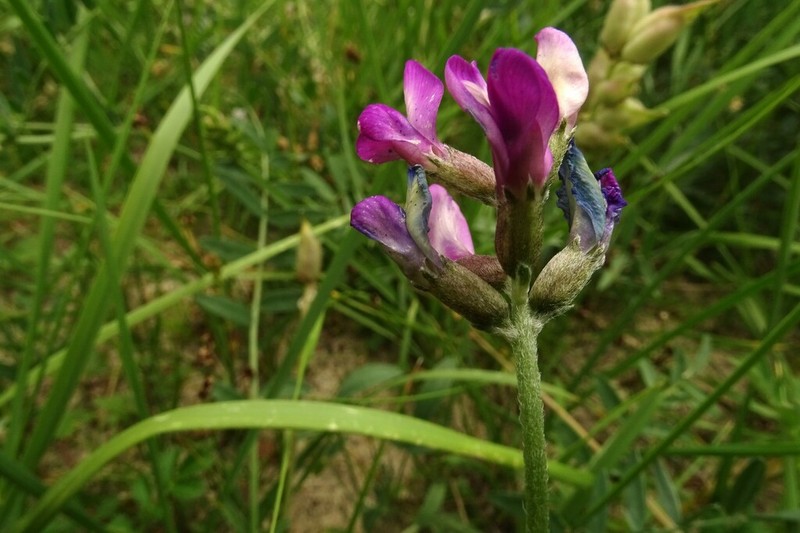 Oxytropis martjanovii photo 2