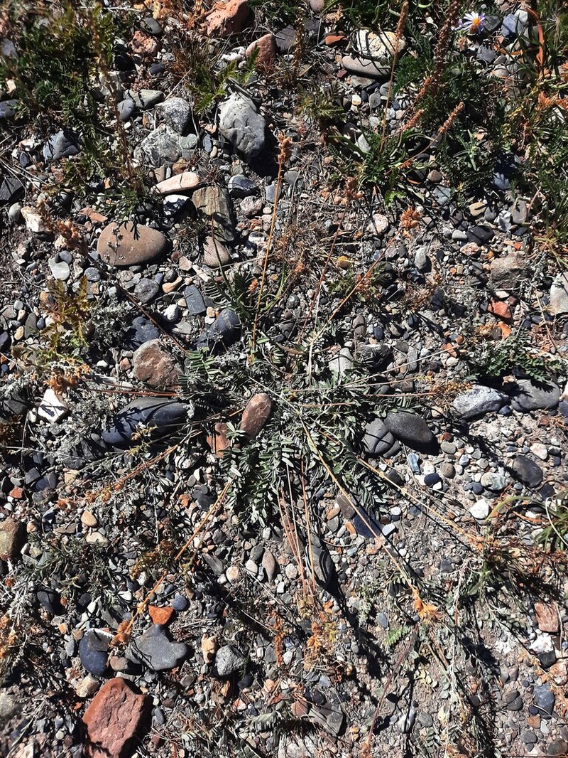 Oxytropis martjanovii photo 3