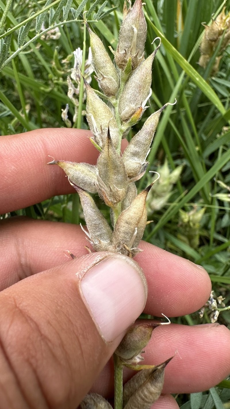 Oxytropis martjanovii photo 4
